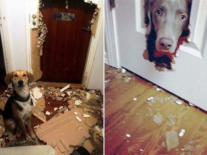 Собака разгромила дом