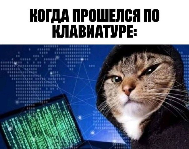 Котик программист