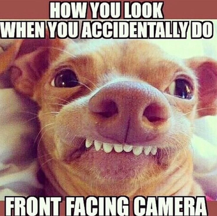 Собака с неправильным прикусом