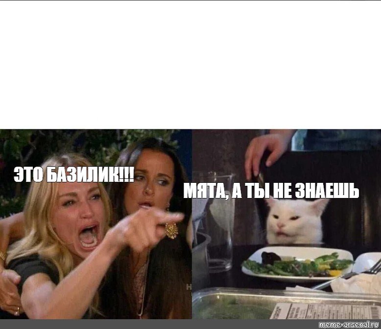 Кот с салатом девушка орет