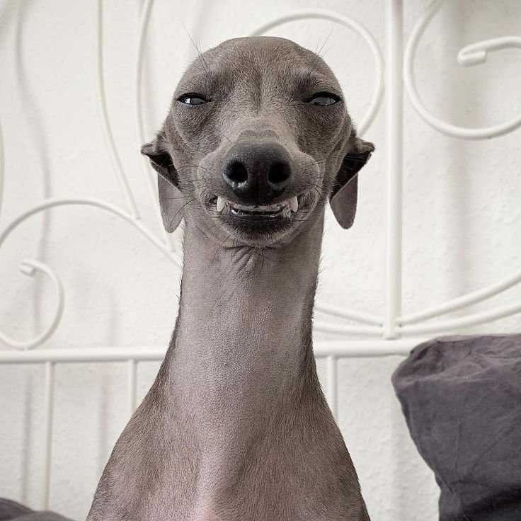 Азавак Левретка