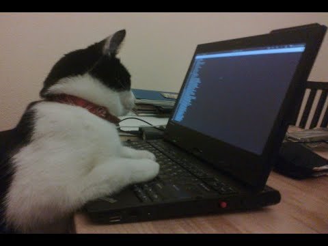 Коты хакеры