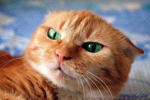 Злой рыжий кот