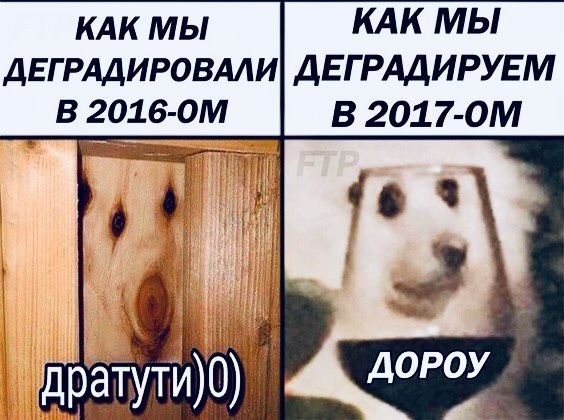 Мем собака дратути
