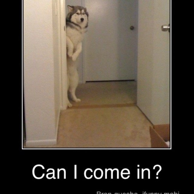 Собака дверь