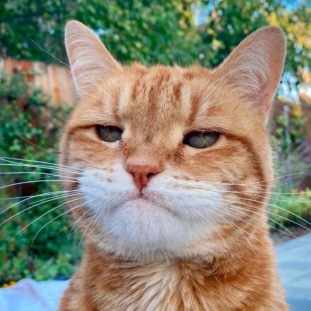 Кот с недовольной мордой