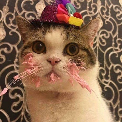 С днем рождения кот