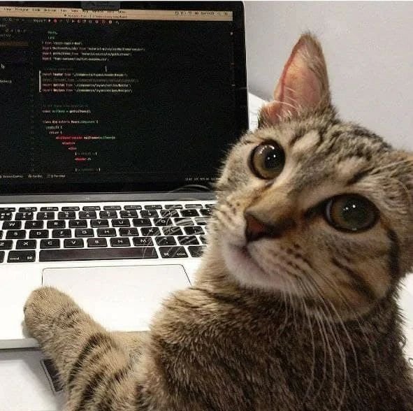 Котики айтишники