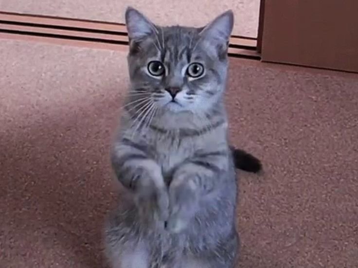 Умоляющий котик