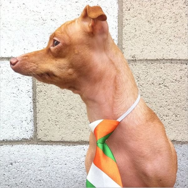 Собака с длинной челюстью