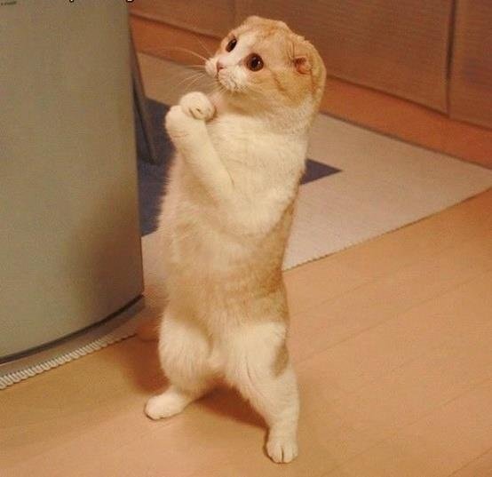 Котик ну пожалуйста