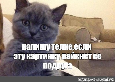 Мем с подругами и котом
