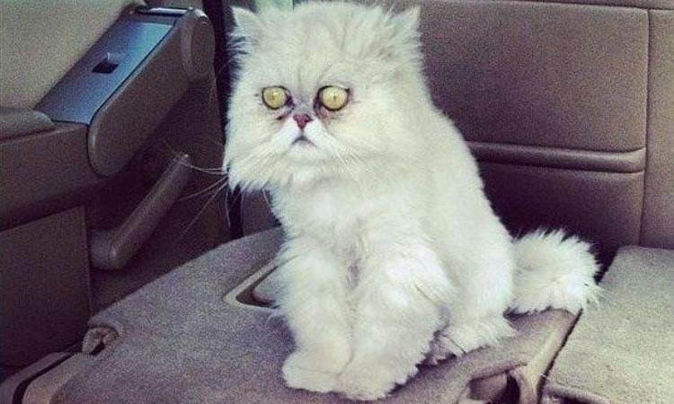 Кот в депрессии