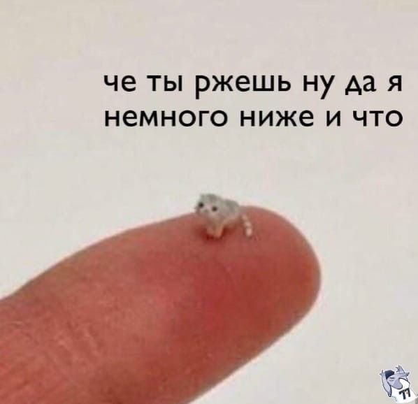 Кот на пальце