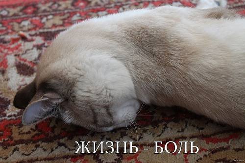 Надпись жизнь боль