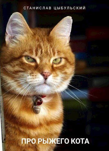 Рыжий котик