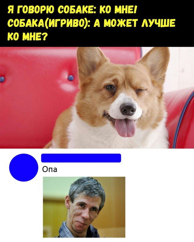Собака игриво а может ко мне