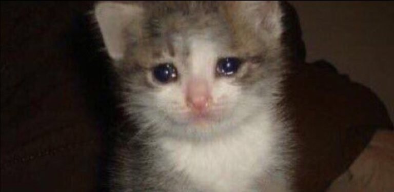 Котик со слезами