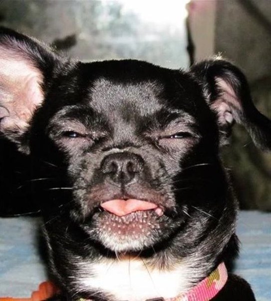 Собака с перекошенной мордой