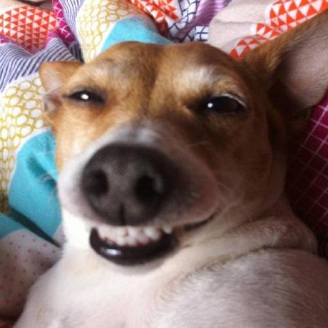 Собака улыбака