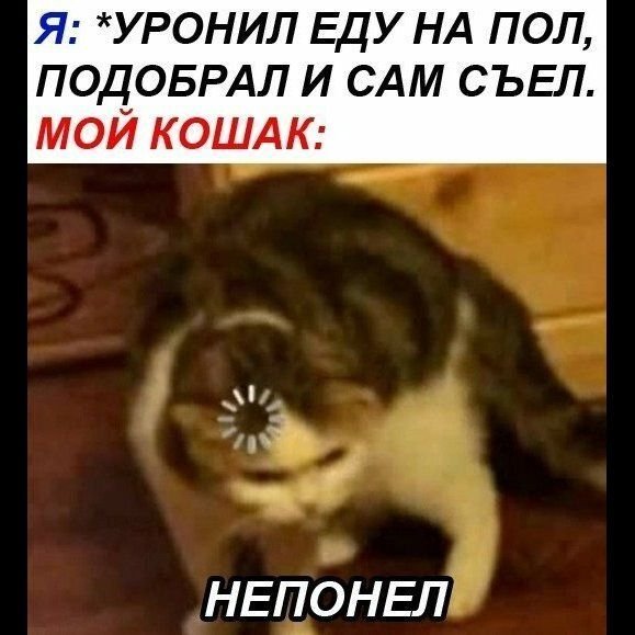 Кот с загрузкой на голове