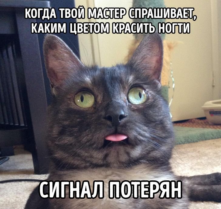 Котик Васян