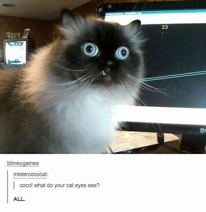 Непонимающий кот