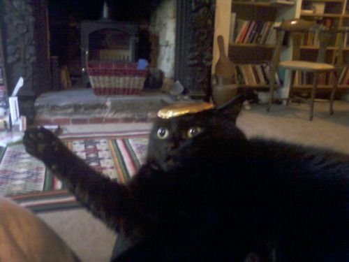 Кошка зависла