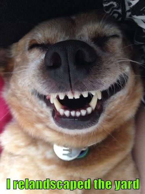 Собака улыбается