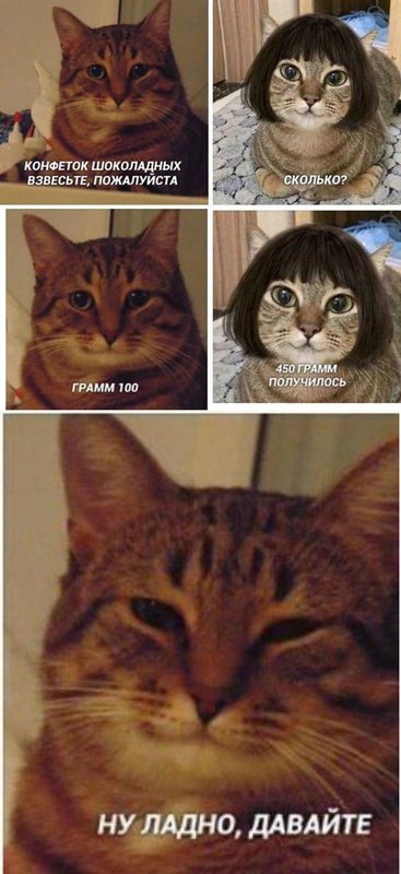 Кот в парике Мем