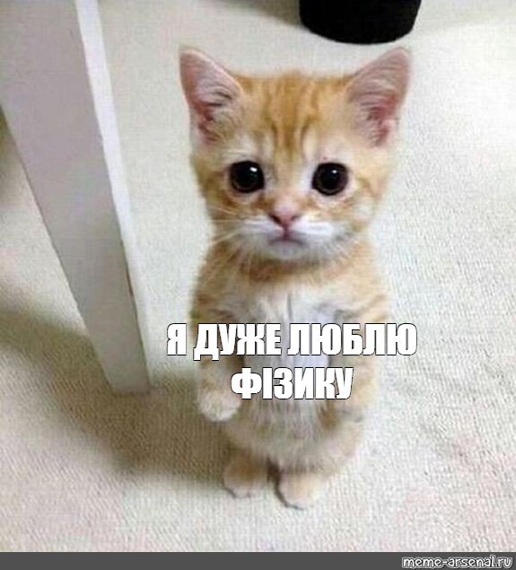 Котик пожалуйста