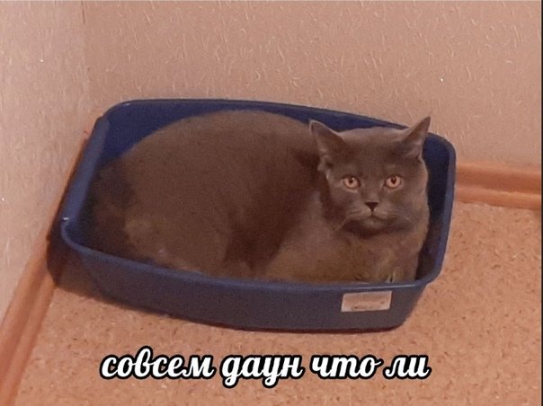 Кот в лотке