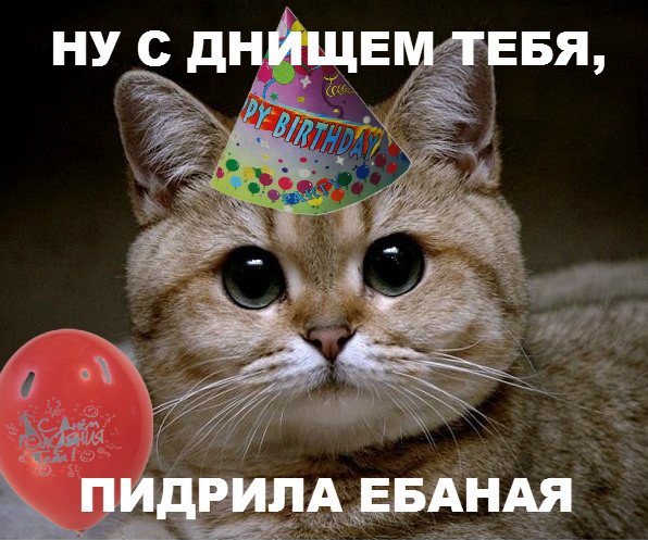 Кот педрил с днем рождения