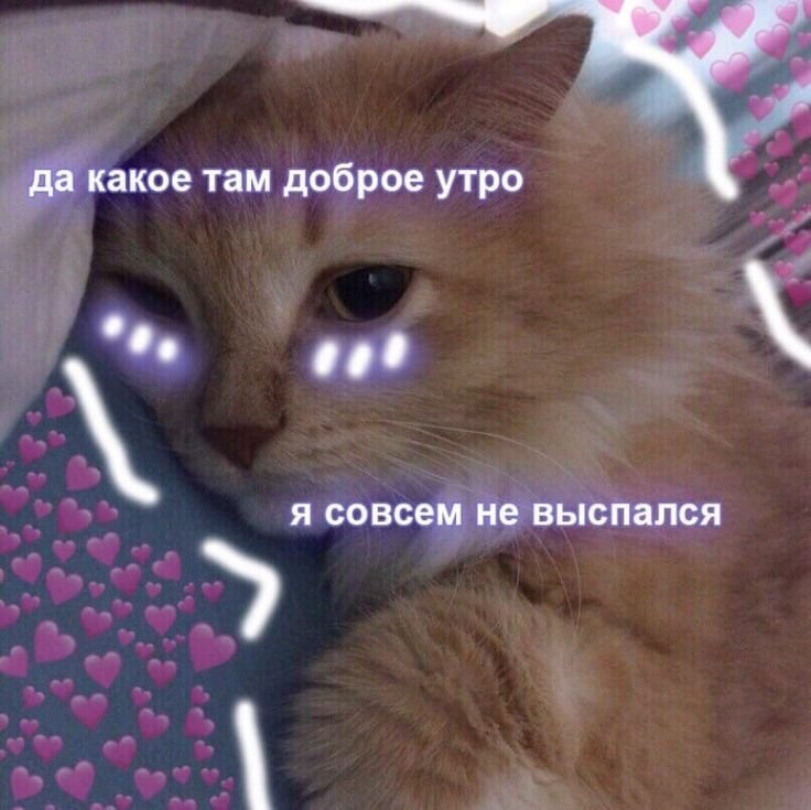 Мемы с котиками