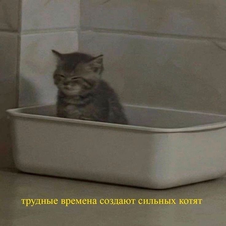Трудные времена рождают сильных котят