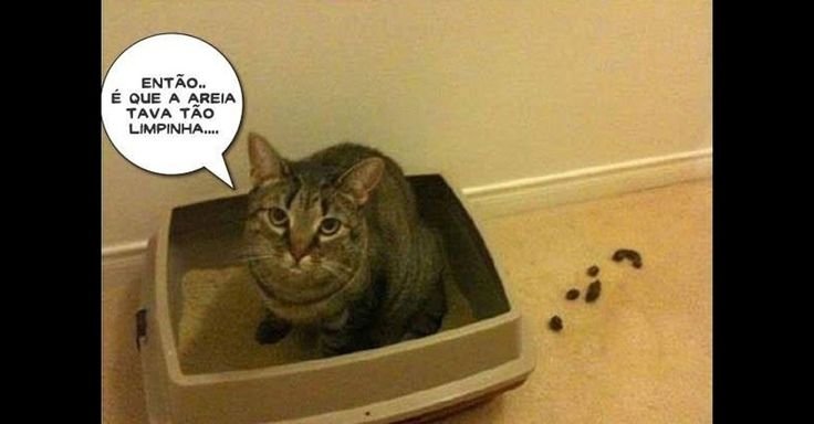 Кот Кержакова