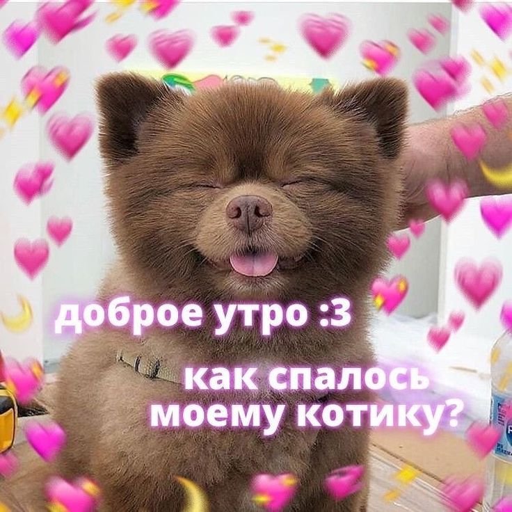 Миьые пичкчи с добрым утром