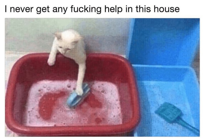 Котенок в лотке