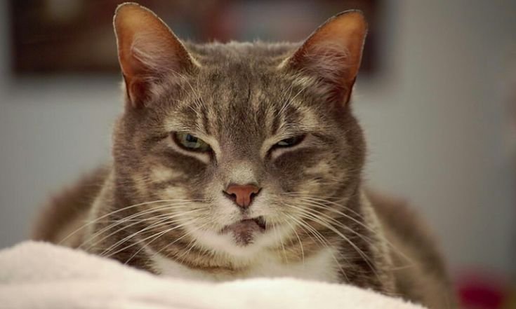 Высокомерная кошка