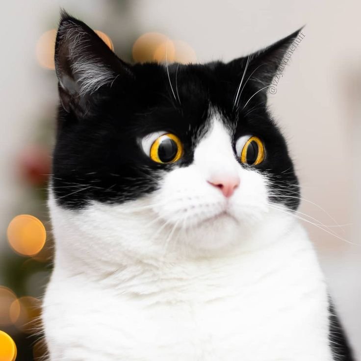 Выразительная кошка