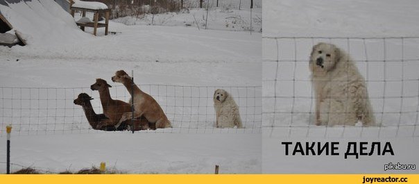 Вот такие дела собачка