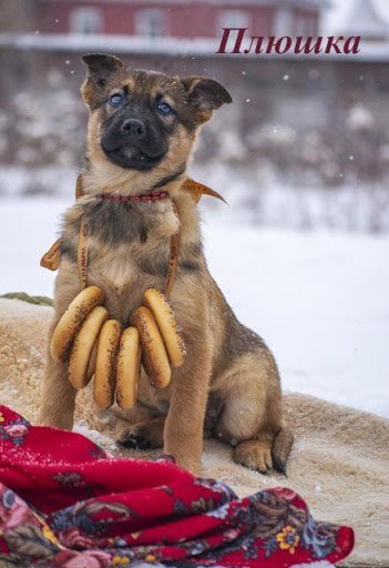 Ватрушки Мем