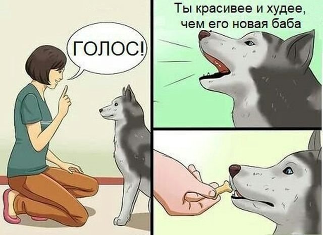 Говорящие собаки мемы