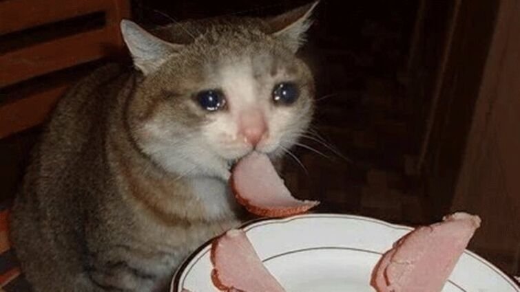 Грустный кот ест колбасу