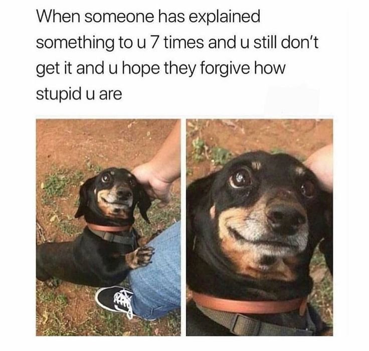 Мемы с собаками