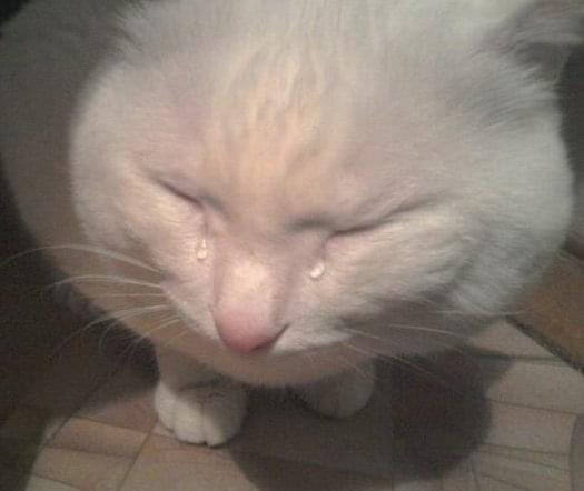 Плачущий котенок