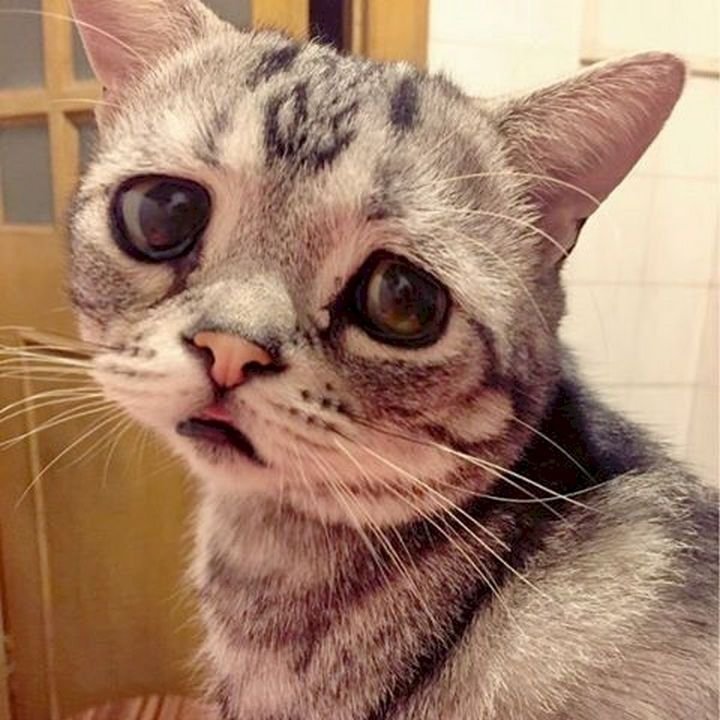 Очень грустный кот