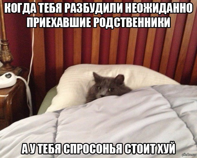 Кот проснулся Мем