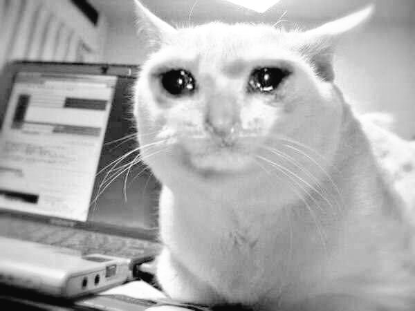 Кот плачет Мем