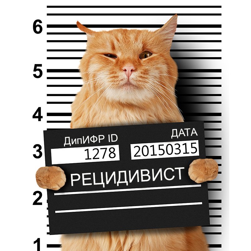 Кот уголовник